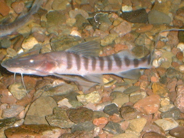 Merodontotus tigrinus 12 cm