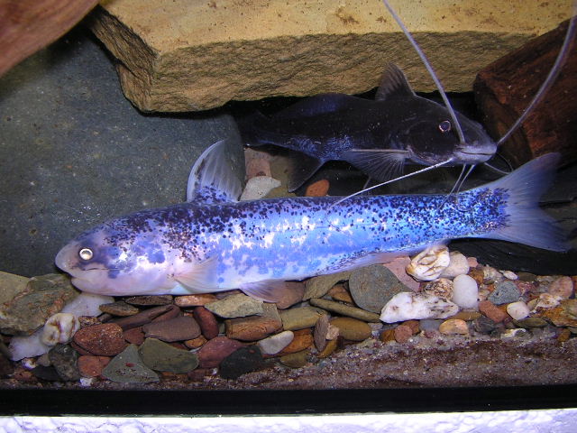 Pseudocetopsis sp. Electric blue