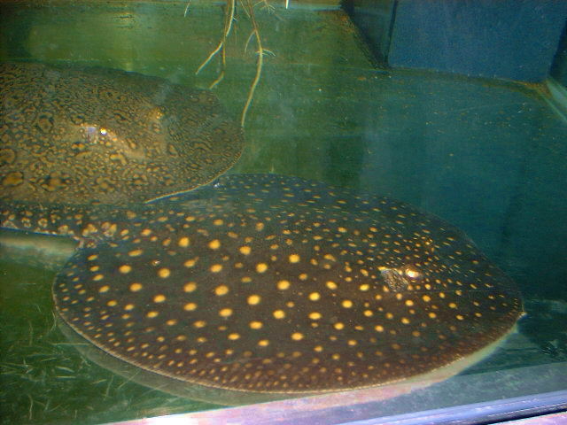 Potamotrygon castexi Big yellow spots