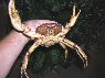 Riesen Krabbe Peru