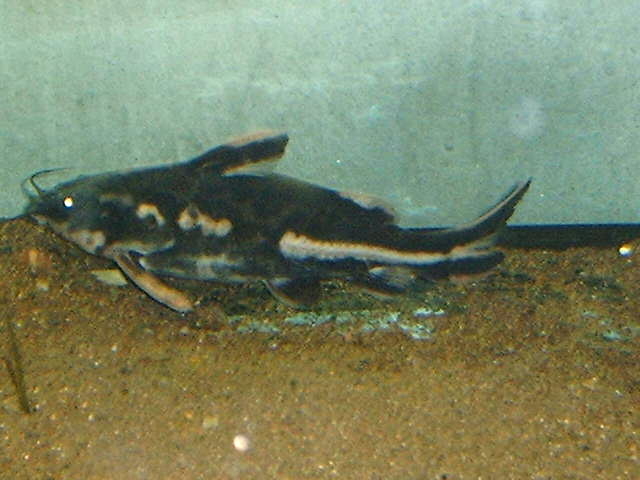 Orinocodoras eigenmanni
