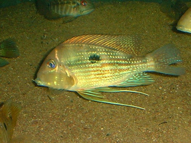 Geophagus cf. altifrons Aripuana