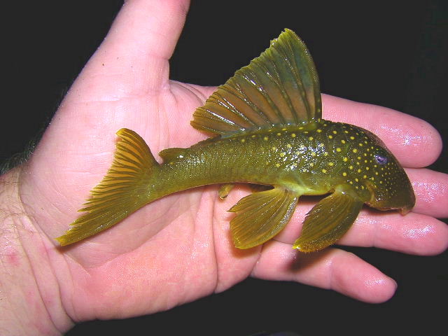 L 200 Hemiancistrus subviridis