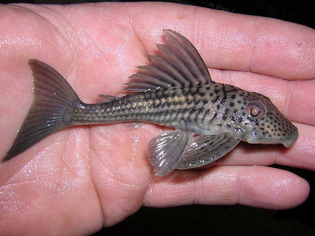 L 141 Ancistomus snethlagae