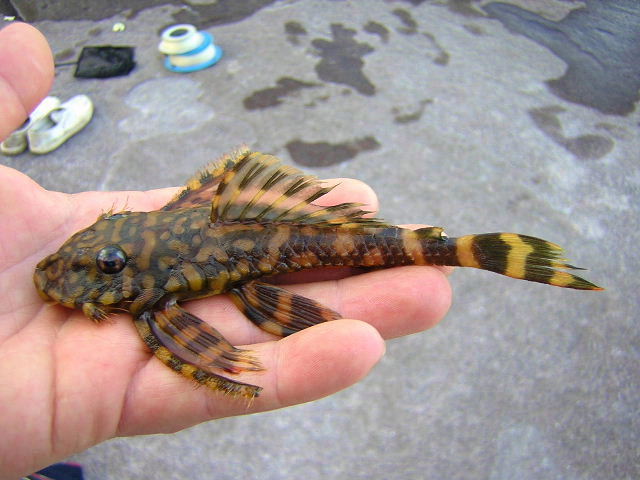 L 52 Zonancistrus sp.