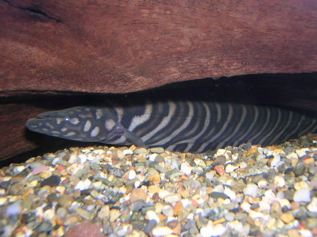 Gymnotus sp. Zebra