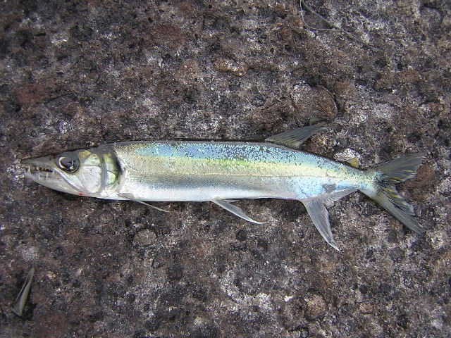 Acestrorhynchus microlepis Sipapo 