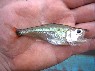 Acestrocephalus sardina