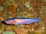 Cetopsis coecutiens blue