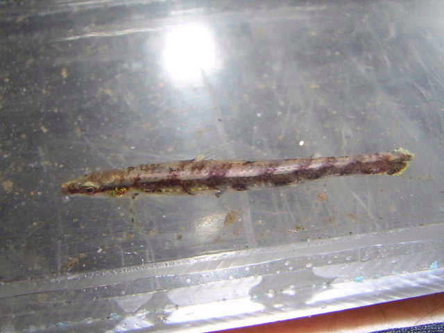 Ammocryptocharax cf. elegans 