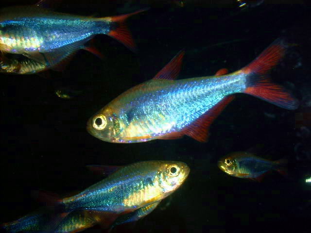 Hyphessobrycon sp. Blue-red Peru